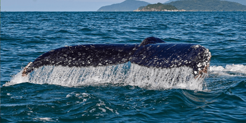 Whale season in Ilhabelan, Brazil, highlights responsible tourism
