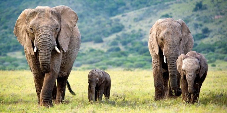 Africa Flash Sale