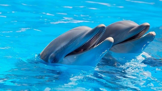 Thomas Cook ends ticket sales to attractions with captive dolphins