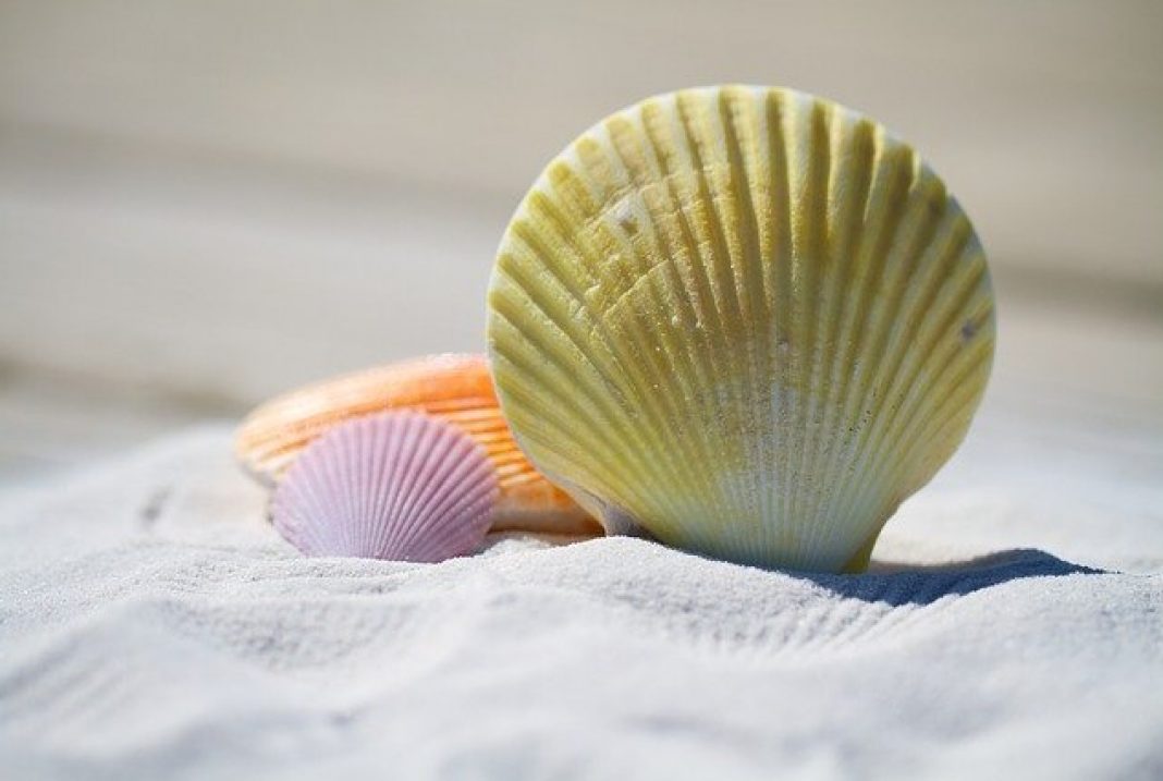 Why Mauritius is losing its seashells